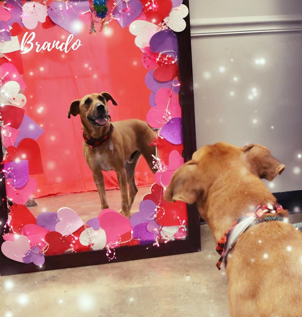 Enlarge Brando, a Adoptable Mixed Breed in Jonesboro, AR image 2/5
