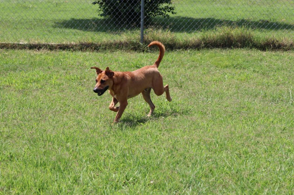 Enlarge Brando, a Adoptable Mixed Breed in Jonesboro, AR image 3/5