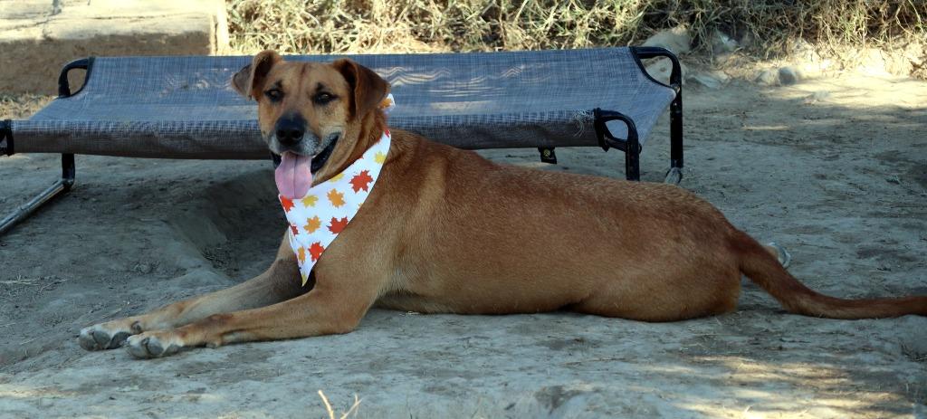 Enlarge Brando, a Adoptable Mixed Breed in Jonesboro, AR image 1/6