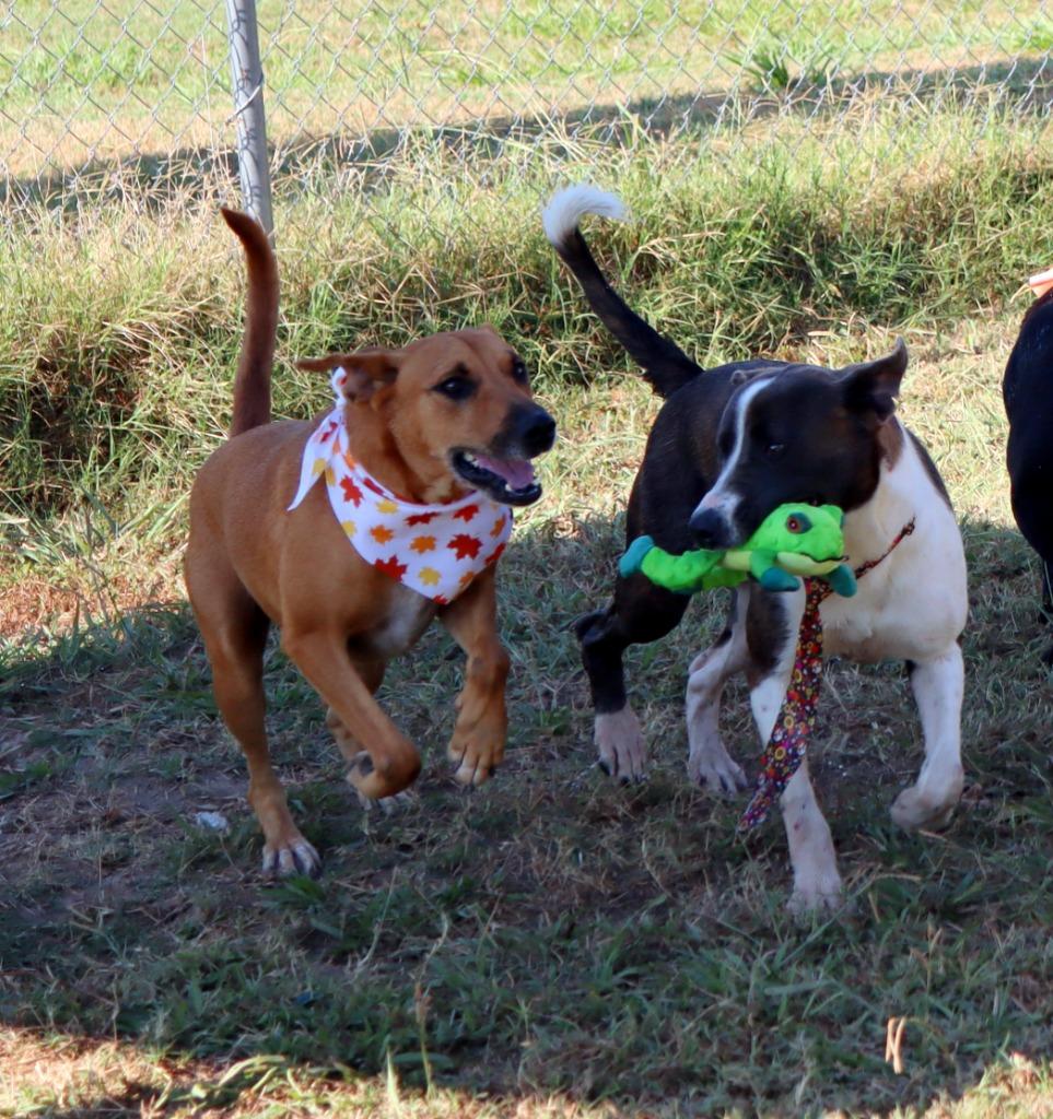 Enlarge Brando, a Adoptable Mixed Breed in Jonesboro, AR image 2/6