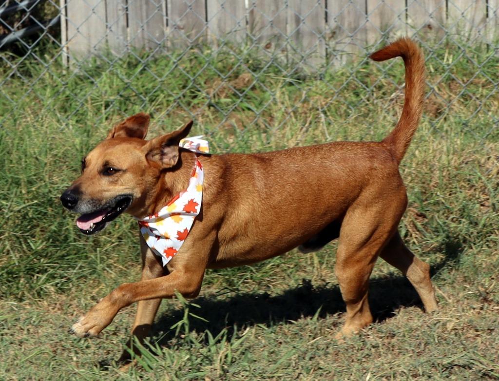 Enlarge Brando, a Adoptable Mixed Breed in Jonesboro, AR image 3/6
