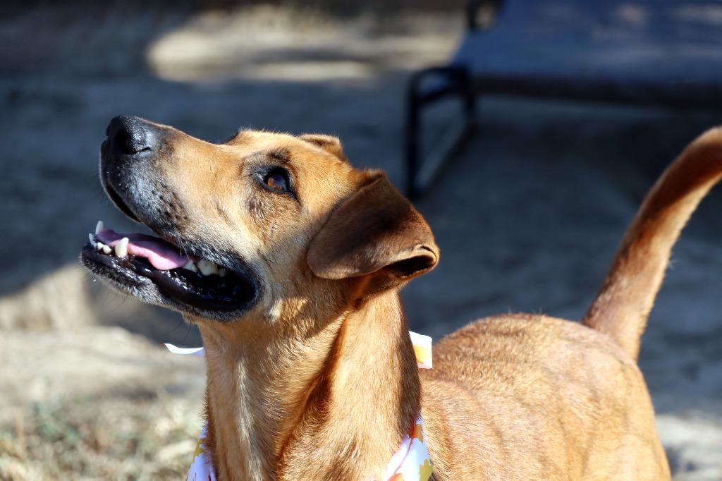 Enlarge Brando, a Adoptable Mixed Breed in Jonesboro, AR image 4/6