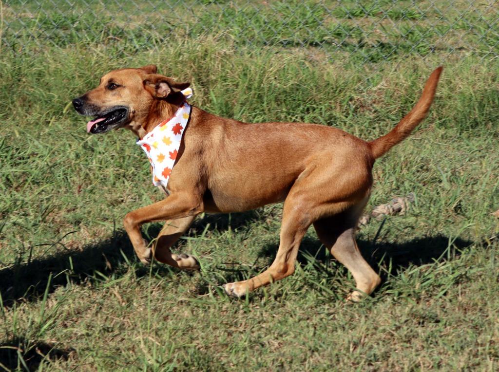 Enlarge Brando, a Adoptable Mixed Breed in Jonesboro, AR image 5/6