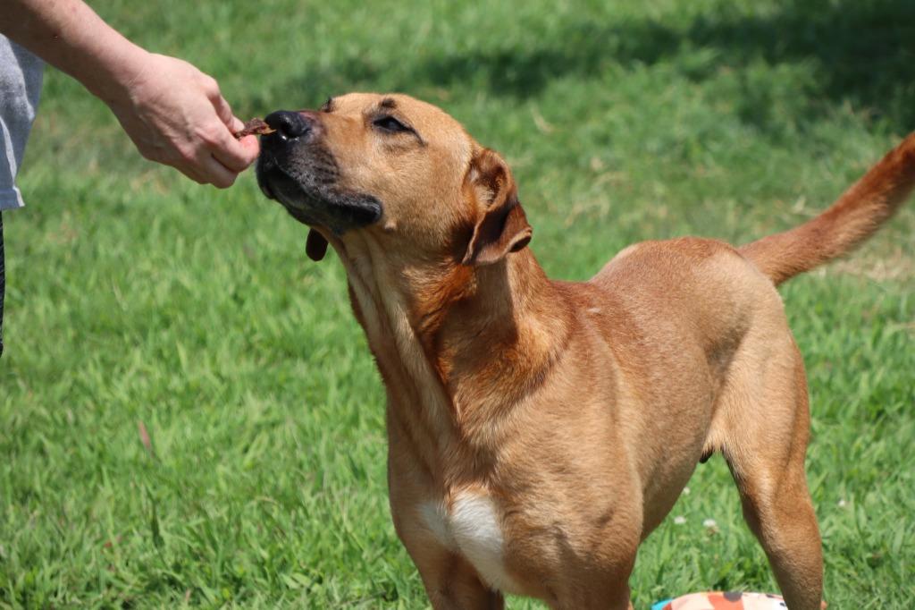 Enlarge Brando, a Adoptable Mixed Breed in Jonesboro, AR image 4/5