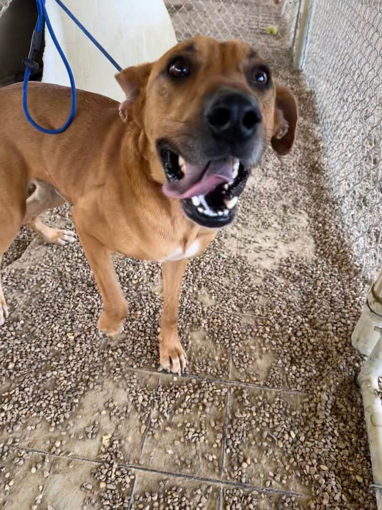 Enlarge Brando, a Adoptable Mixed Breed in Jonesboro, AR image 1/1