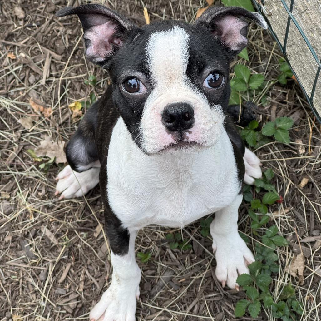 Fiona