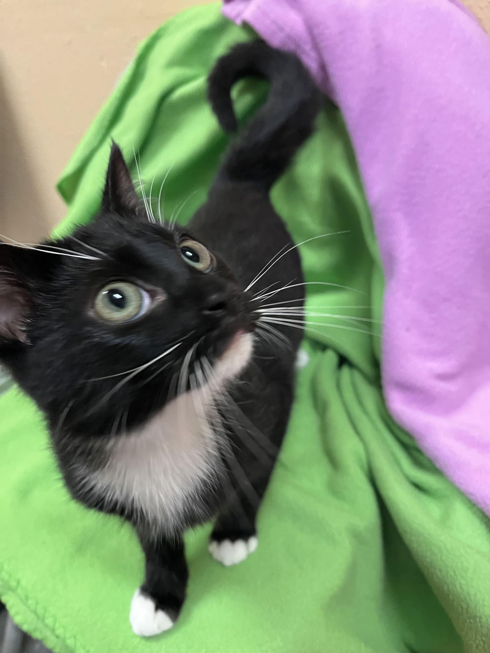 Enlarge Indy, a Adoptable Domestic Short Hair in Cary, NC image 1/3