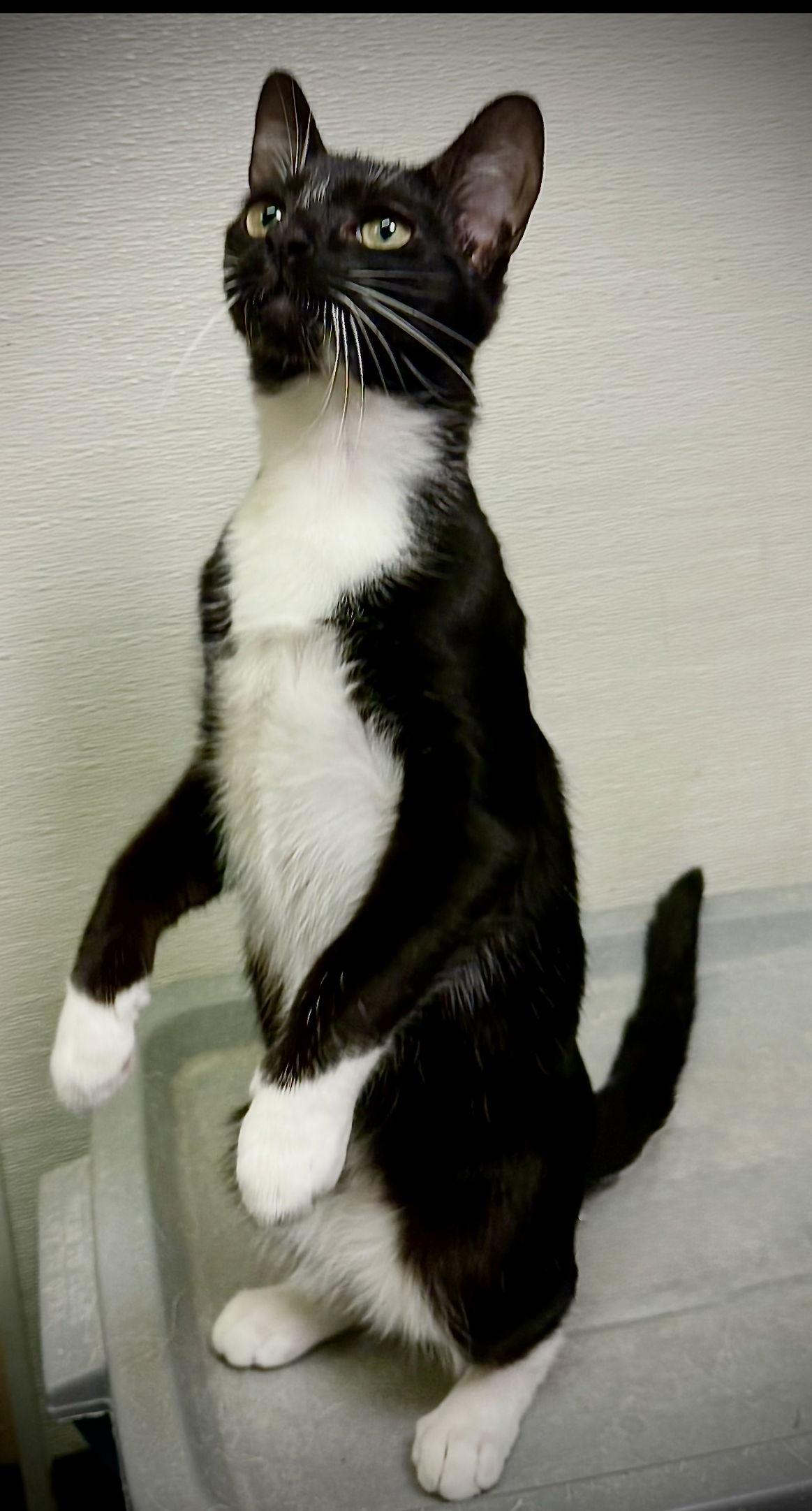 Enlarge Indy, a Adoptable Domestic Short Hair in Cary, NC image 2/3