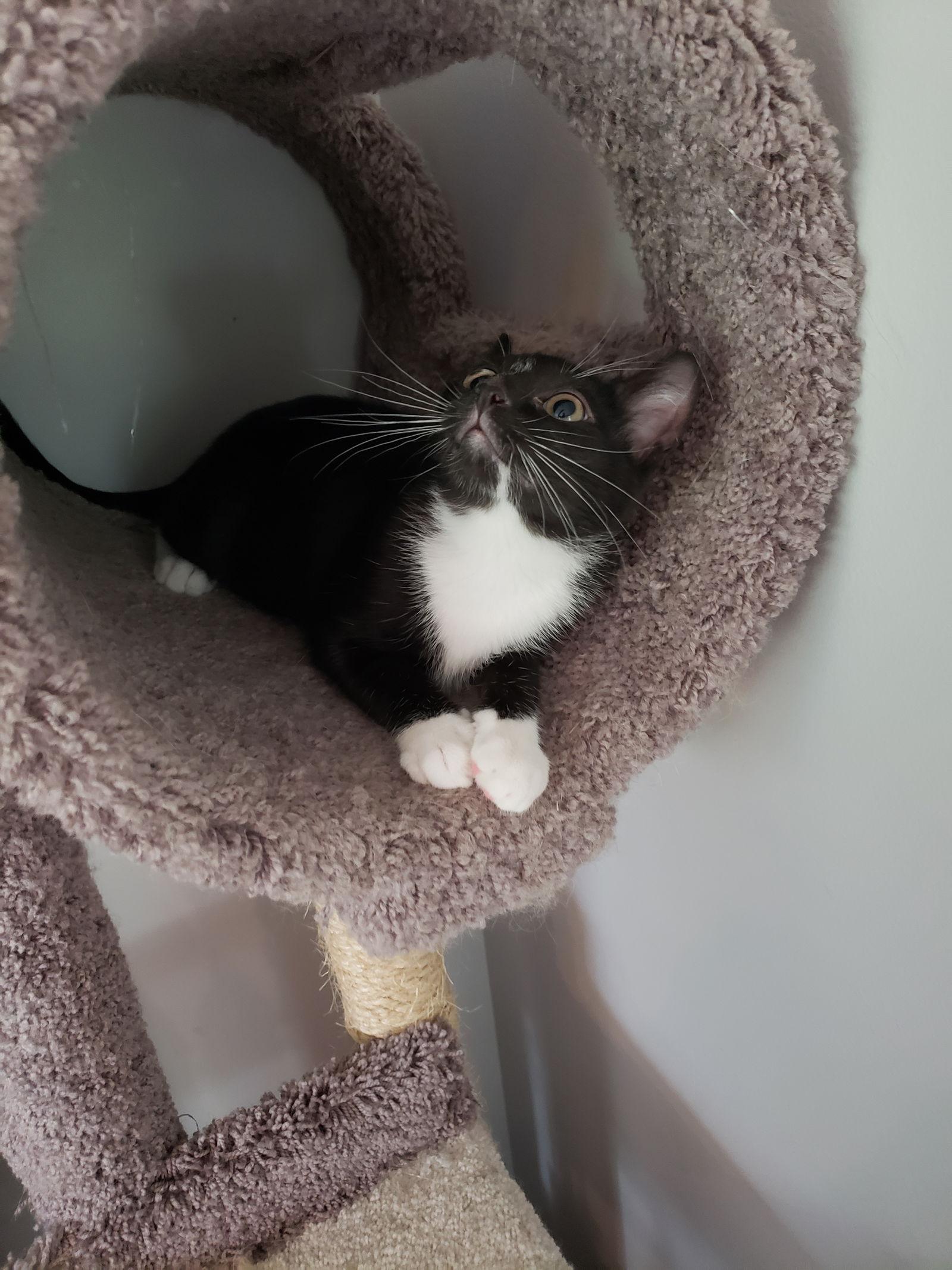 Enlarge Indy, a Adoptable Domestic Short Hair in Cary, NC image 3/3