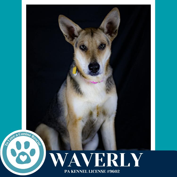 Waverly (The Wolf Pack) 011026, a Adoptable mixed breed in Kimberton, PA image 1/6