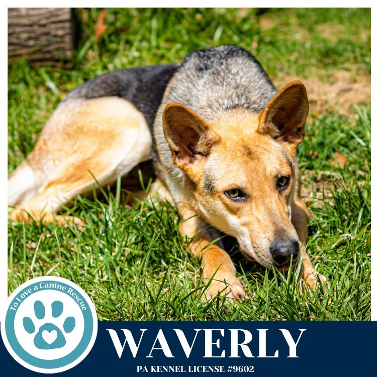 Enlarge Waverly (The Wolf Pack) 011026, a Adoptable mixed breed in Kimberton, PA image 1/5