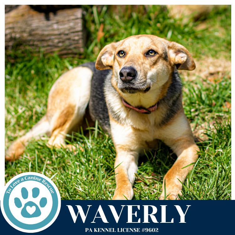Waverly (The Wolf Pack) 011026, Adoptable, Young Female German Shepherd Dog.
