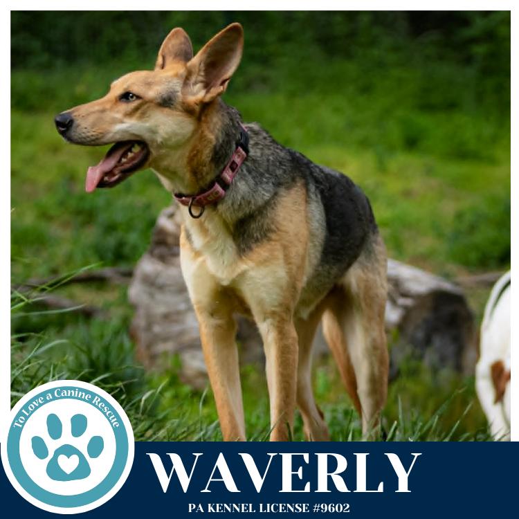 Enlarge Waverly (The Wolf Pack) 011026, a Adoptable mixed breed in Kimberton, PA image 2/5