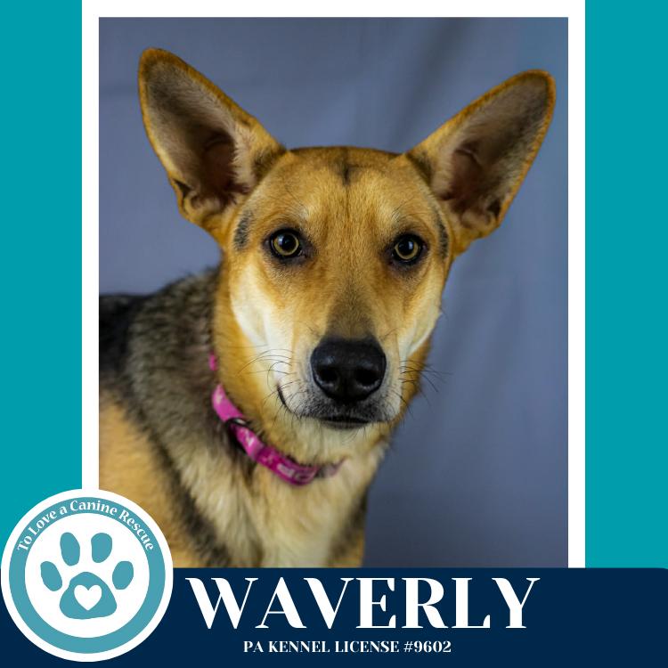 Enlarge Waverly (The Wolf Pack) 011026, a Adoptable mixed breed in Kimberton, PA image 3/5
