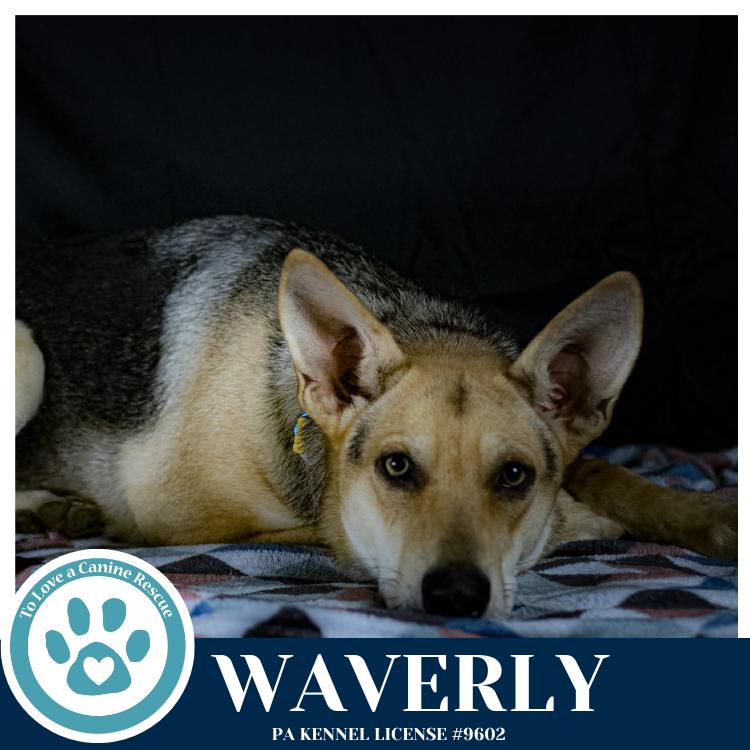 Waverly (The Wolf Pack) 011026, a Adoptable mixed breed in Kimberton, PA image 2/6
