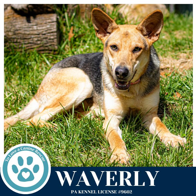 Enlarge Waverly (The Wolf Pack) 011026, a Adoptable mixed breed in Kimberton, PA image 4/5