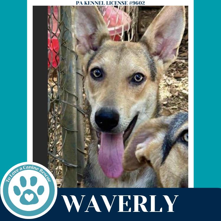 Waverly (The Wolf Pack) 011026, a Adoptable mixed breed in Kimberton, PA image 3/6