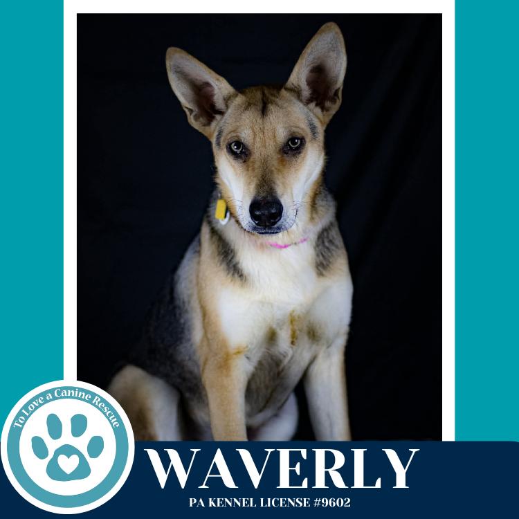 Waverly (The Wolf Pack) 011026, a Adoptable mixed breed in Kimberton, PA image 4/6