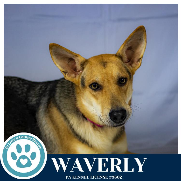 Enlarge Waverly (The Wolf Pack) 011026, a Adoptable mixed breed in Kimberton, PA image 5/5