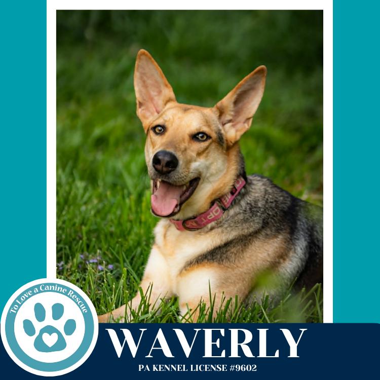 Enlarge Waverly (The Wolf Pack) 011026, a Adoptable mixed breed in Kimberton, PA image 5/5