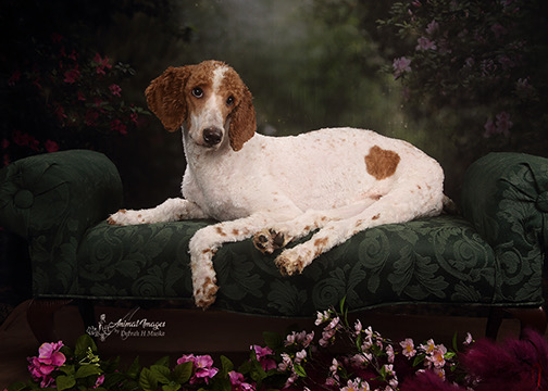 Enlarge Jessy, a Adopted Standard Poodle in Maine, NY image 3/4