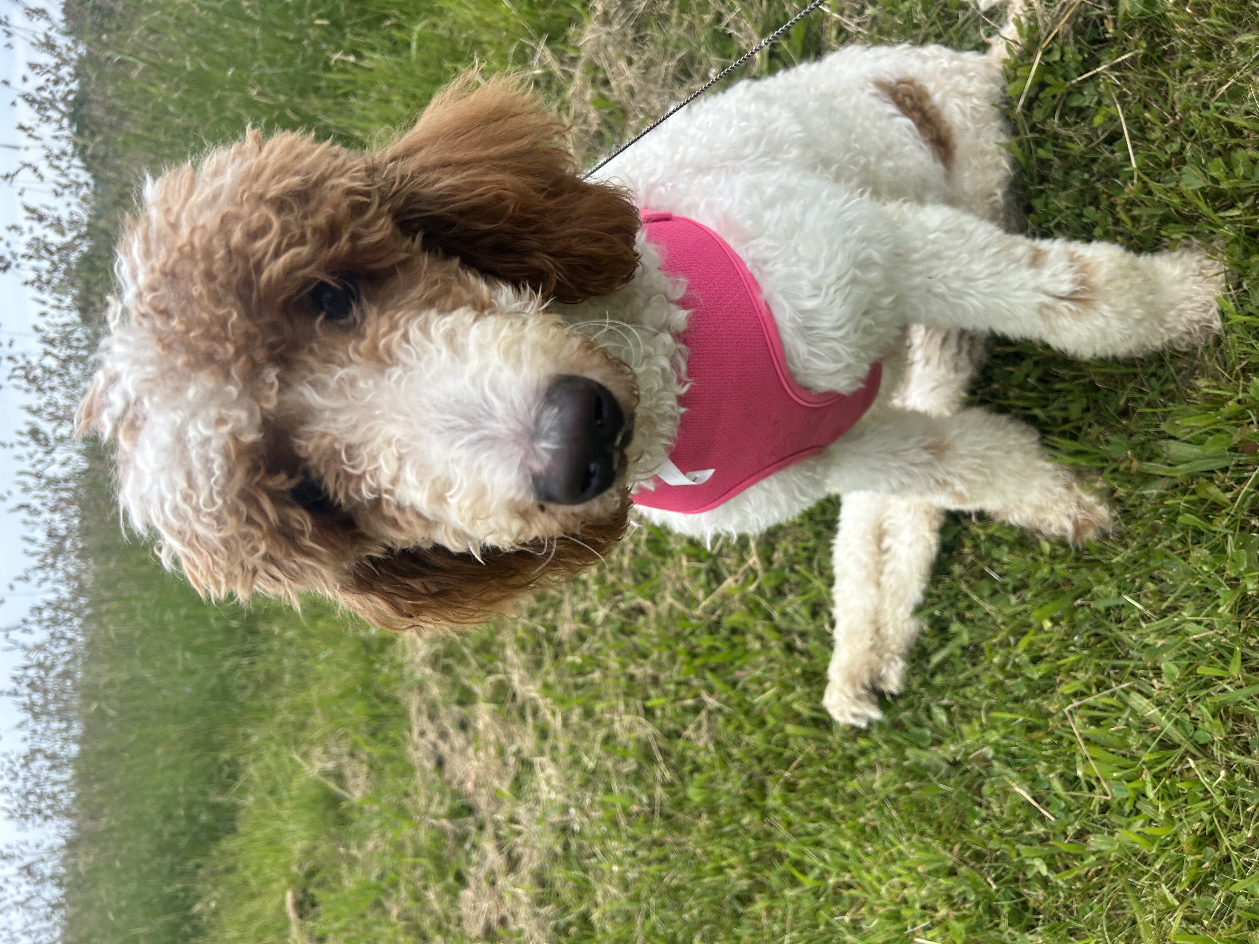 Enlarge Jessy, a Adopted Standard Poodle in Maine, NY image 1/4