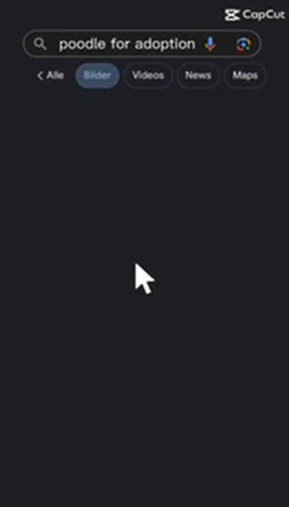 Enlarge Jessy, a Adopted Standard Poodle in Maine, NY video 4/4