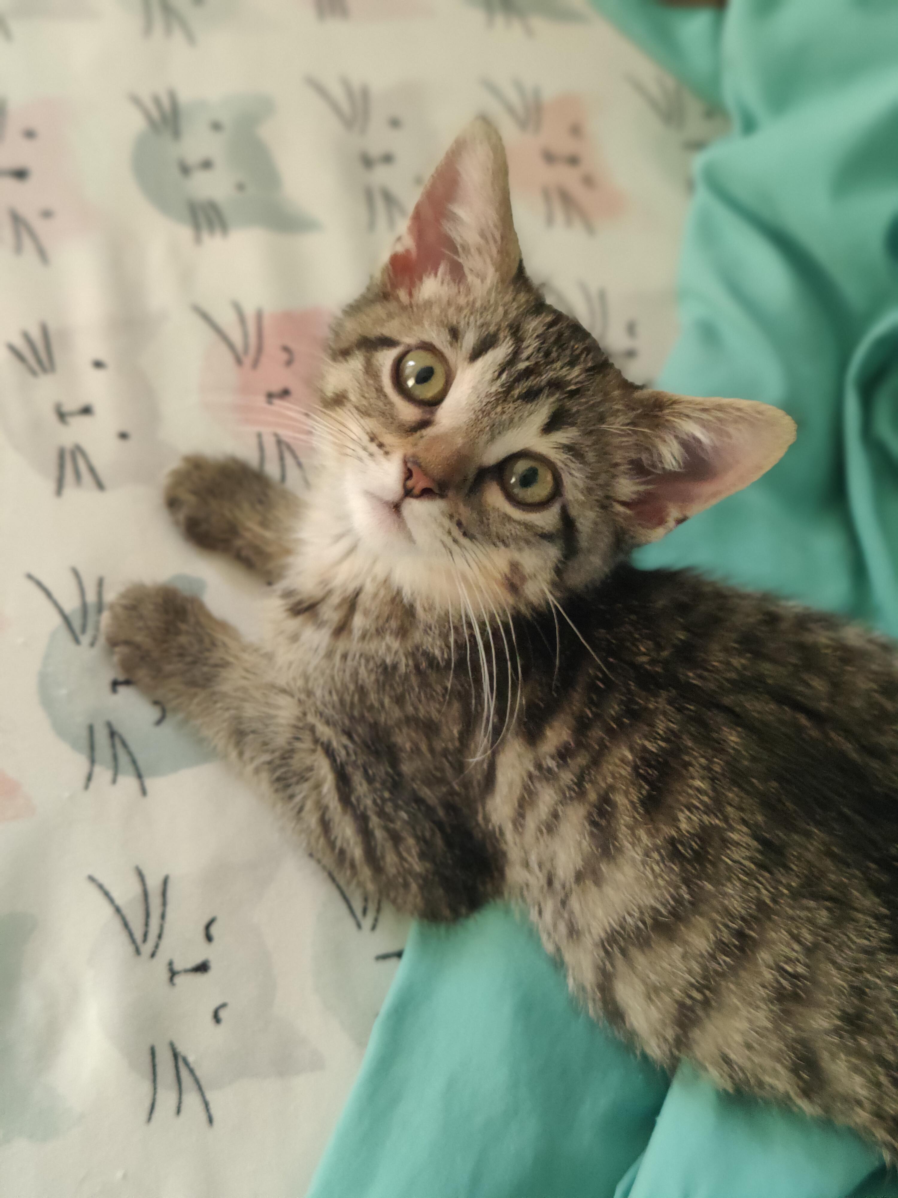 Frankie