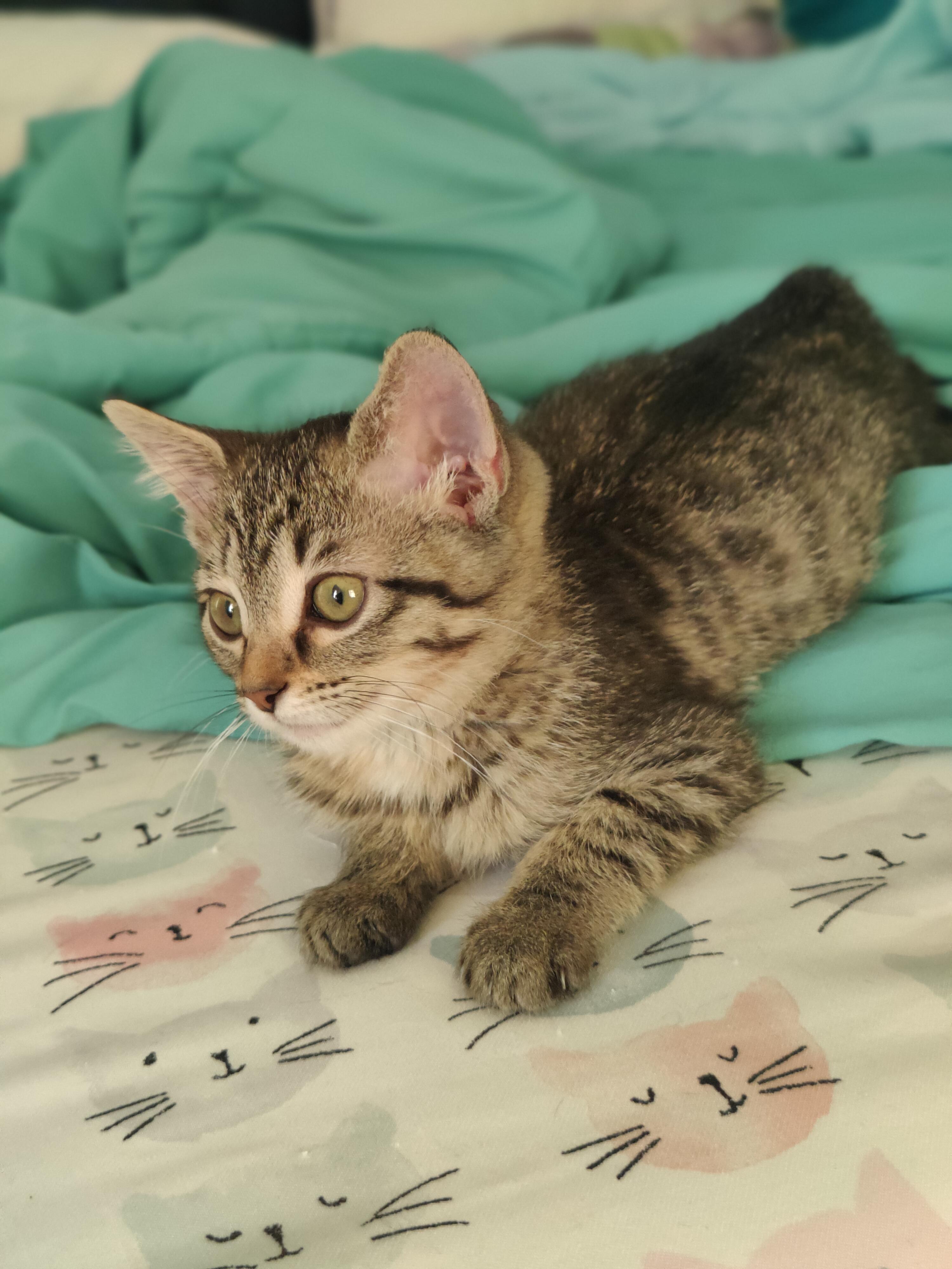 Frankie