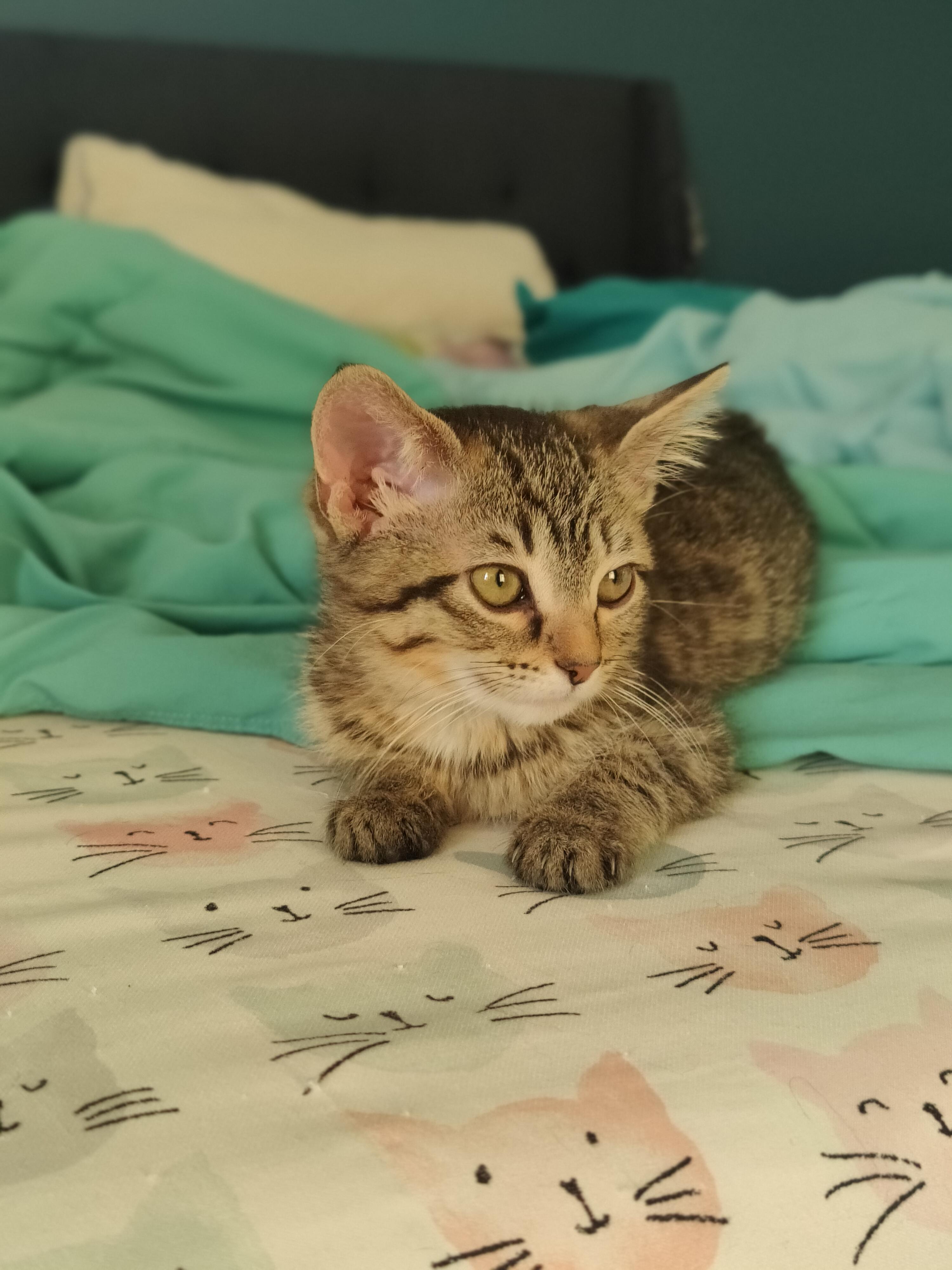 Frankie
