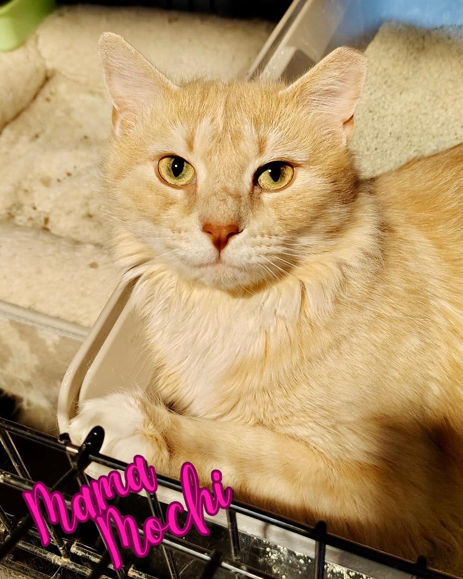 Enlarge Mama Mochi, a Adoptable Domestic Short Hair in Winchester, VA image 1/2