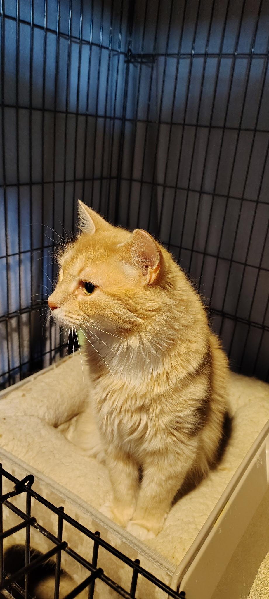 Mama Mochi, Adoptable, Adult Female Domestic Short Hair.