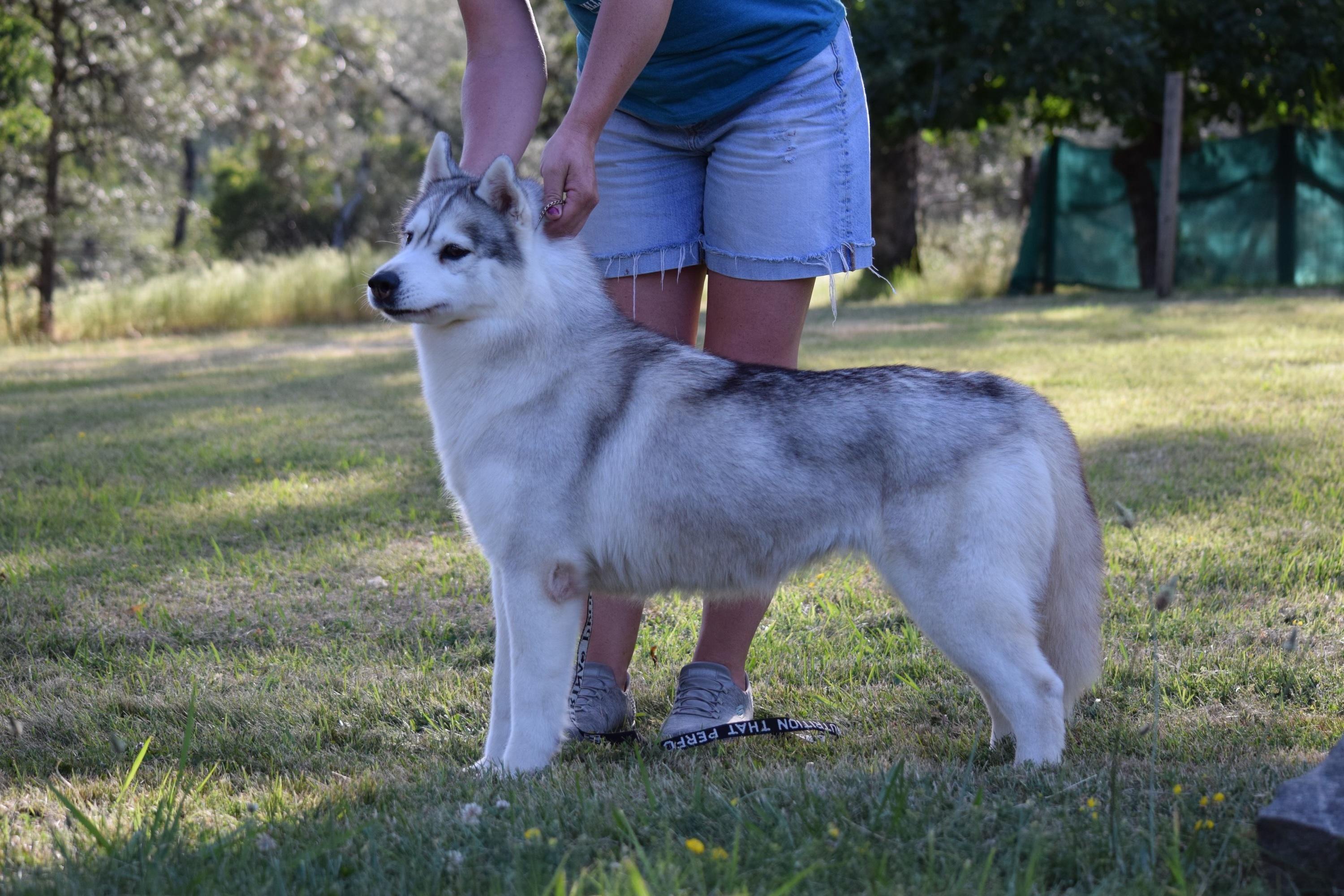 Cindy, a ADOPTABLE Siberian Husky in Campbell, CA image 2/2
