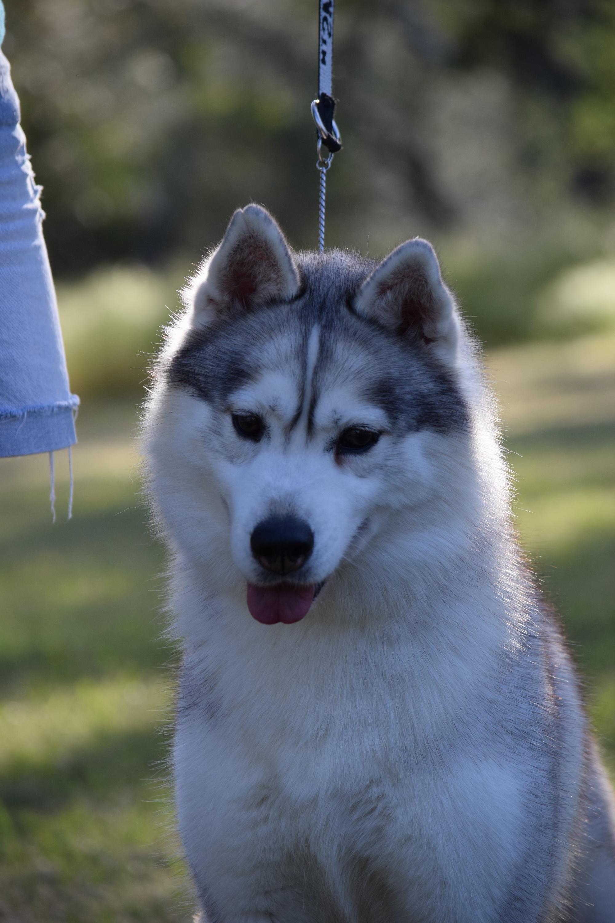 Cindy, ADOPTABLE, Adult Female Siberian Husky.