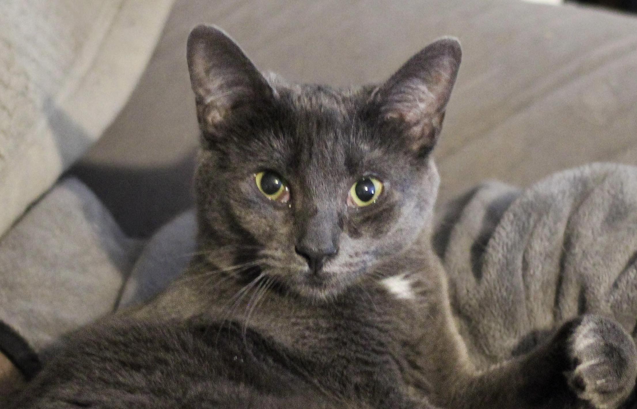 Enlarge Angelica, an adoptable mixed breed in Liverpool, NY image 2/2
