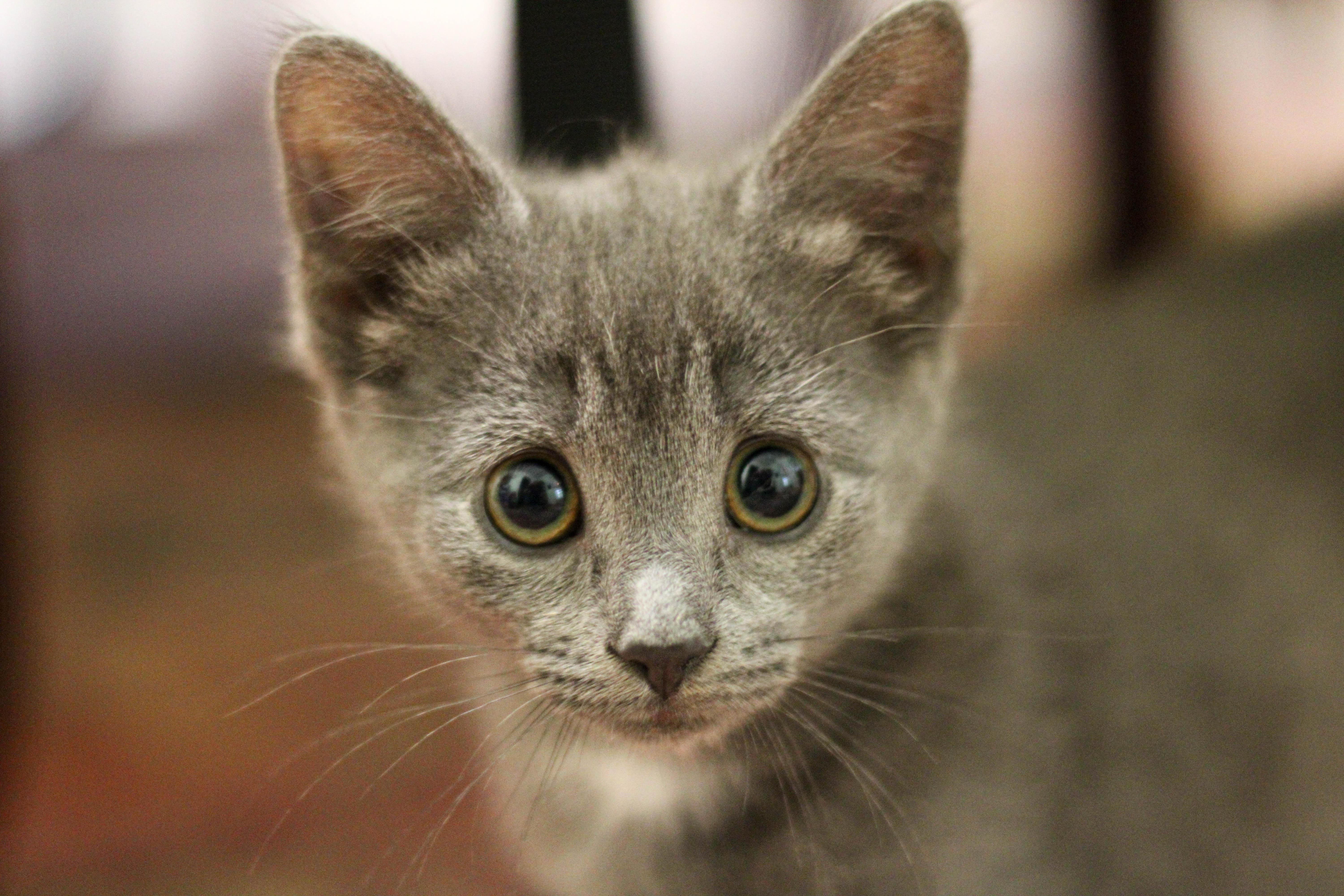 Enlarge Angelica, a Adoptable mixed breed in Liverpool, NY image 4/4