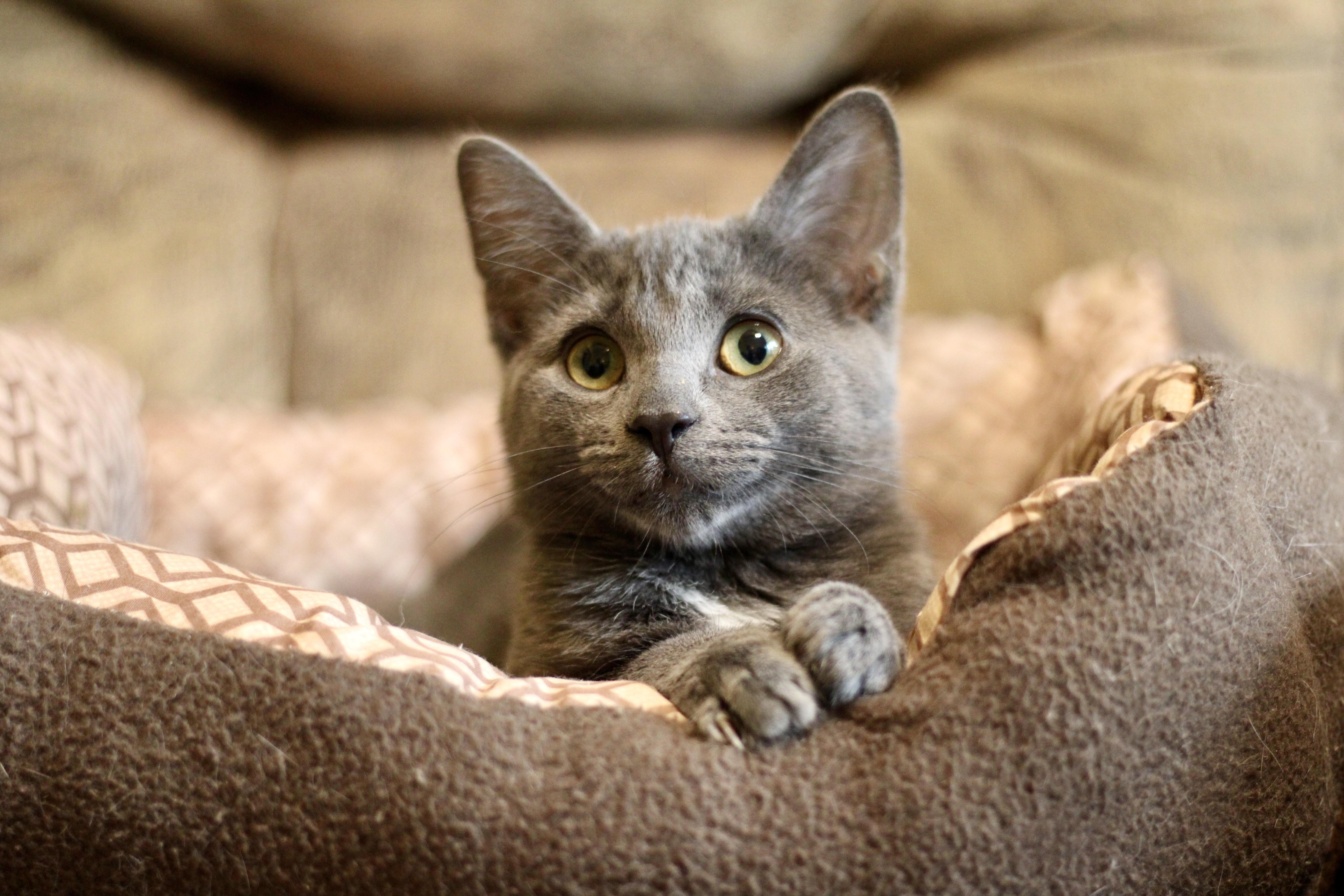 Cat for adoption - Angelica, a Domestic Short Hair Mix in