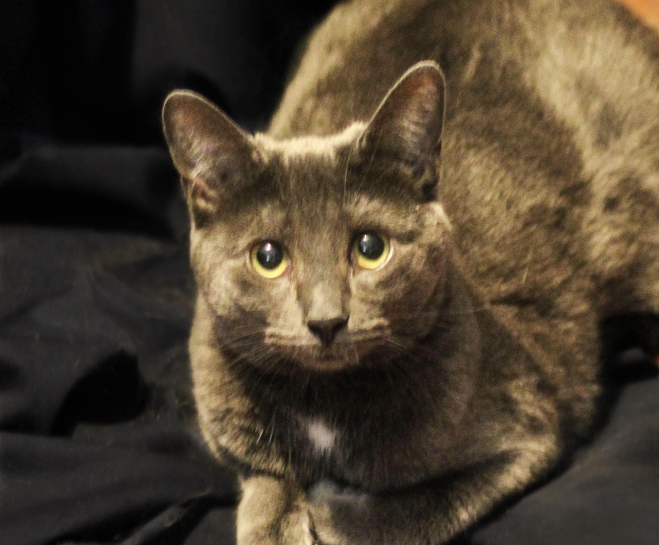 Angelica, adoptable, Young Female Domestic Short Hair.