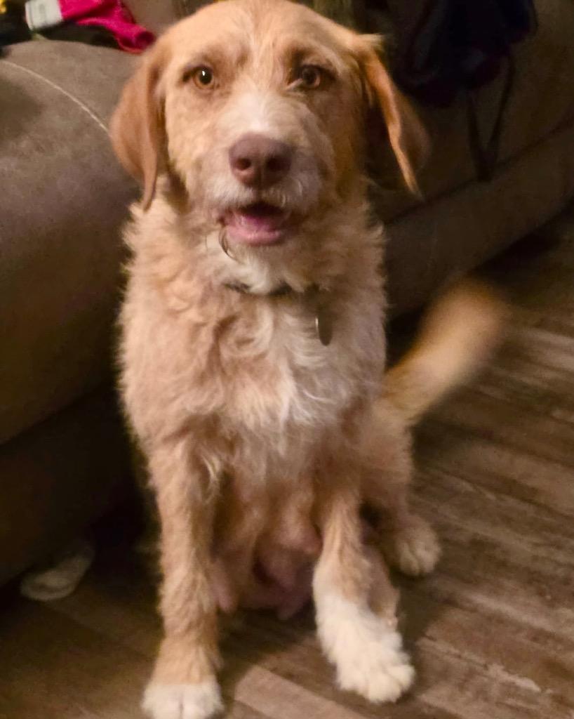 Vought, Adoptable, Adult Female Wheaten Terrier.