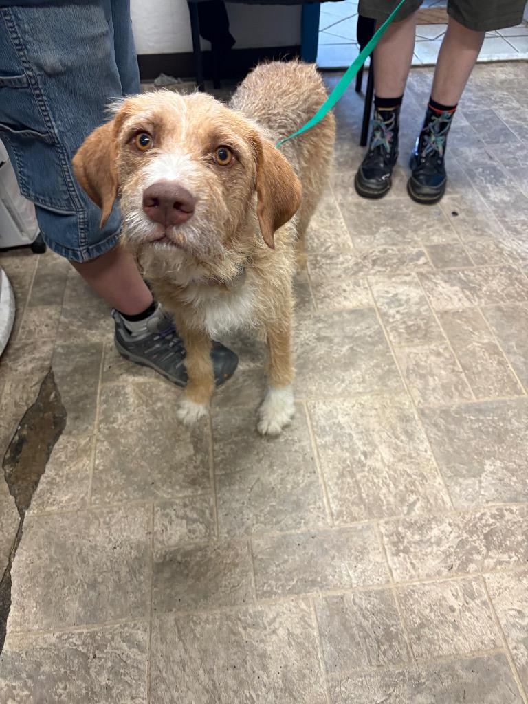 Vought, a Adoptable Wheaten Terrier in Reno, NV image 2/3