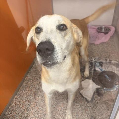 Megaman, Adoptable, Adult Male Yellow Labrador Retriever & Mixed Breed.