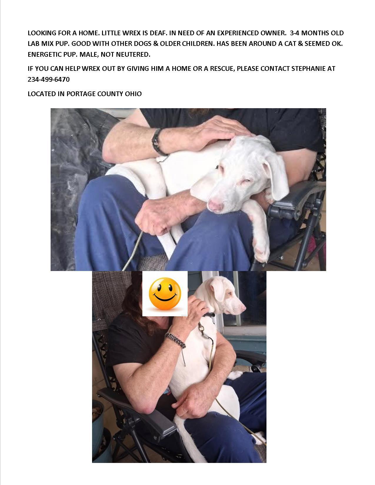 Wrex-special needs-deaf, Adoptable, Puppy Male Labrador Retriever.