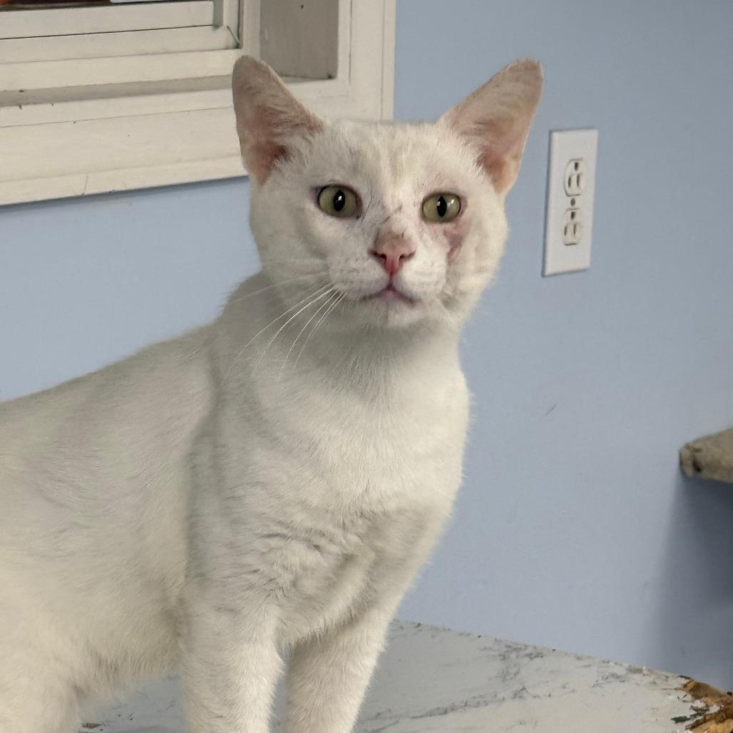 C26-062 Reb, Adoptable, Adult Male Domestic Short Hair.