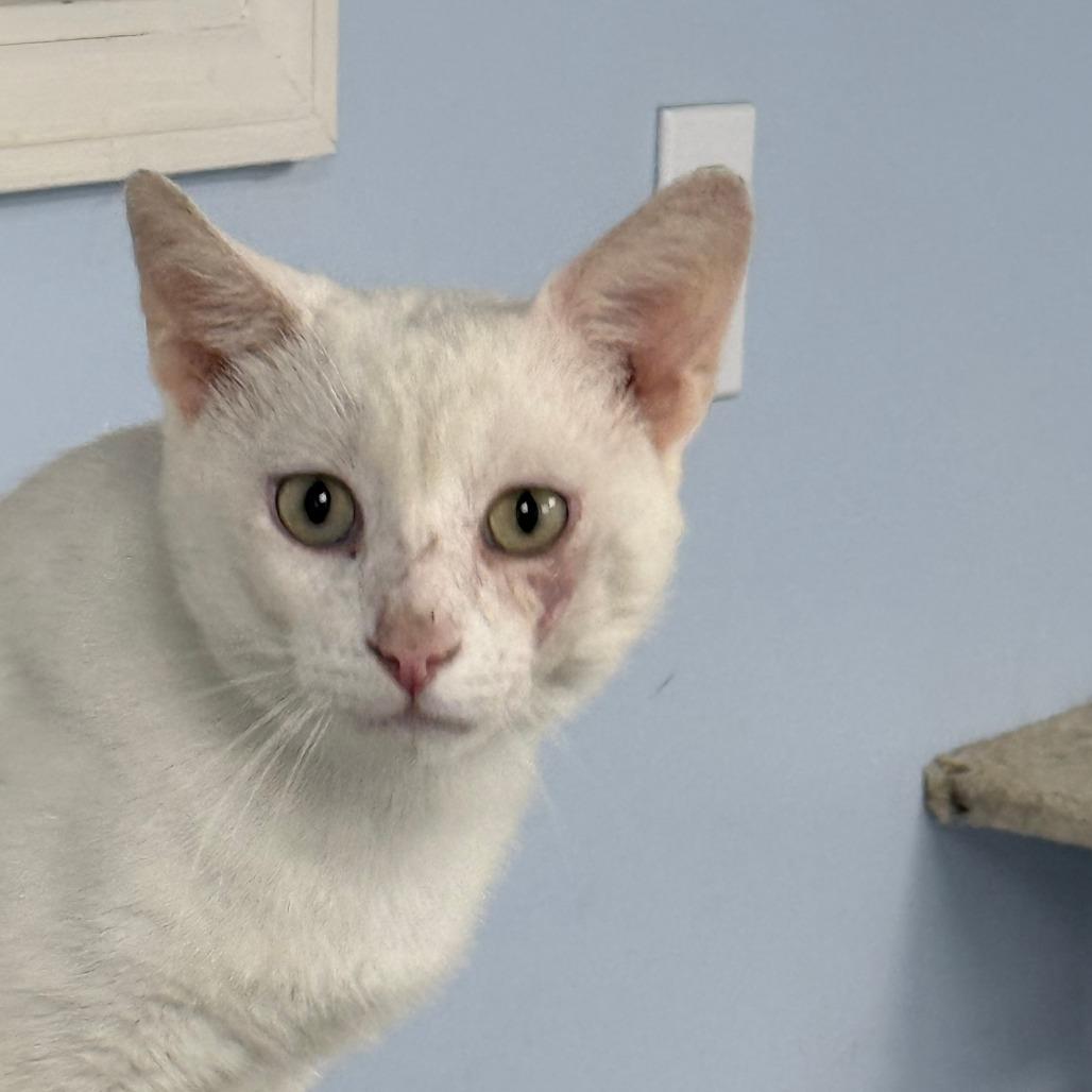 C26-062 Reb, a Adoptable Domestic Short Hair in Franklin, PA image 2/2