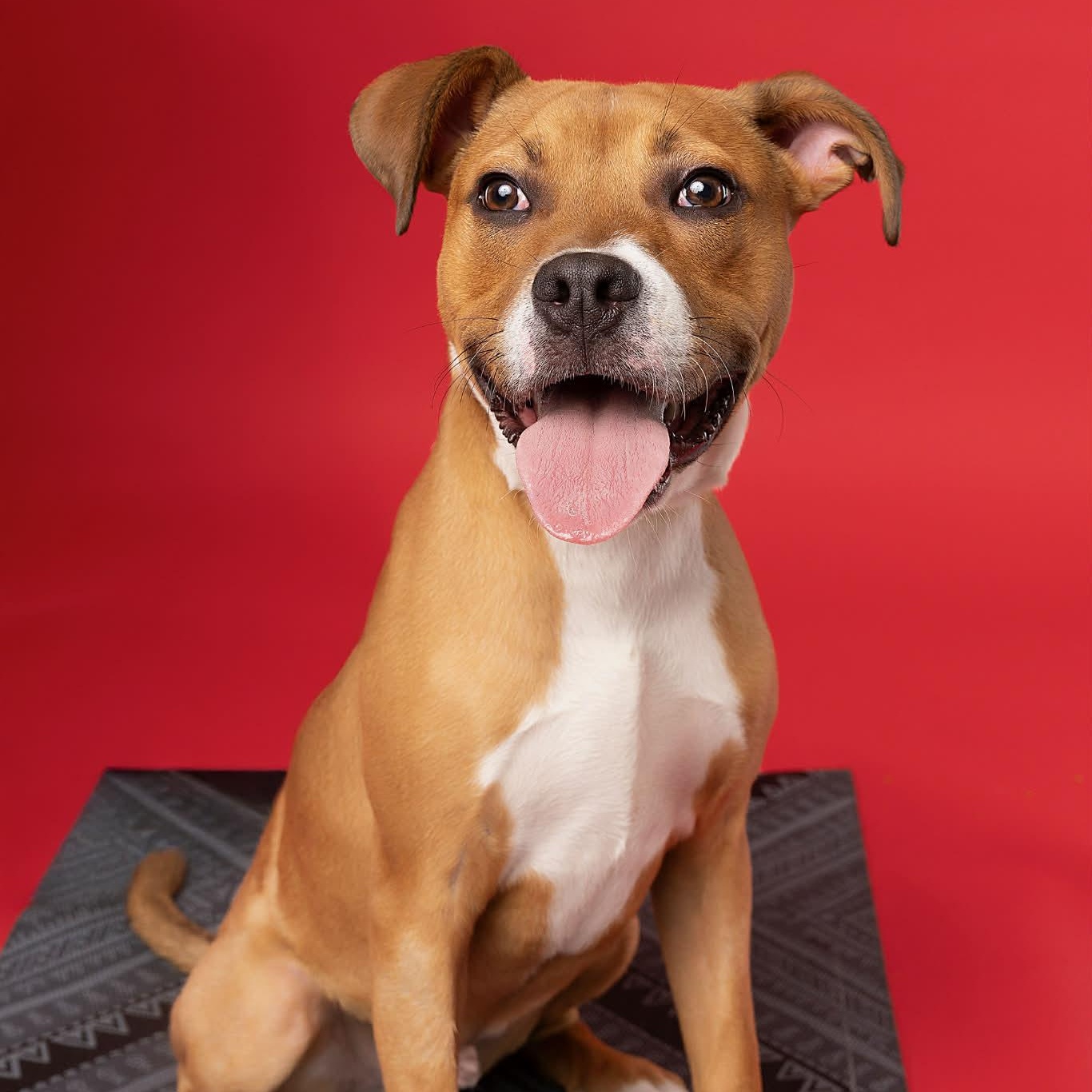 Peanut, Adoptable, Young Male Boxer & Labrador Retriever.