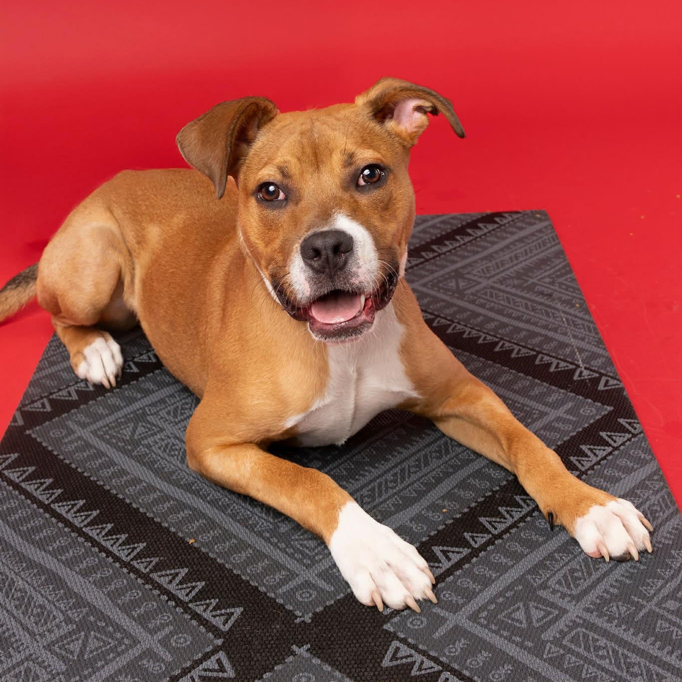 Peanut, a Adoptable mixed breed in O'Fallon, MO image 5/6