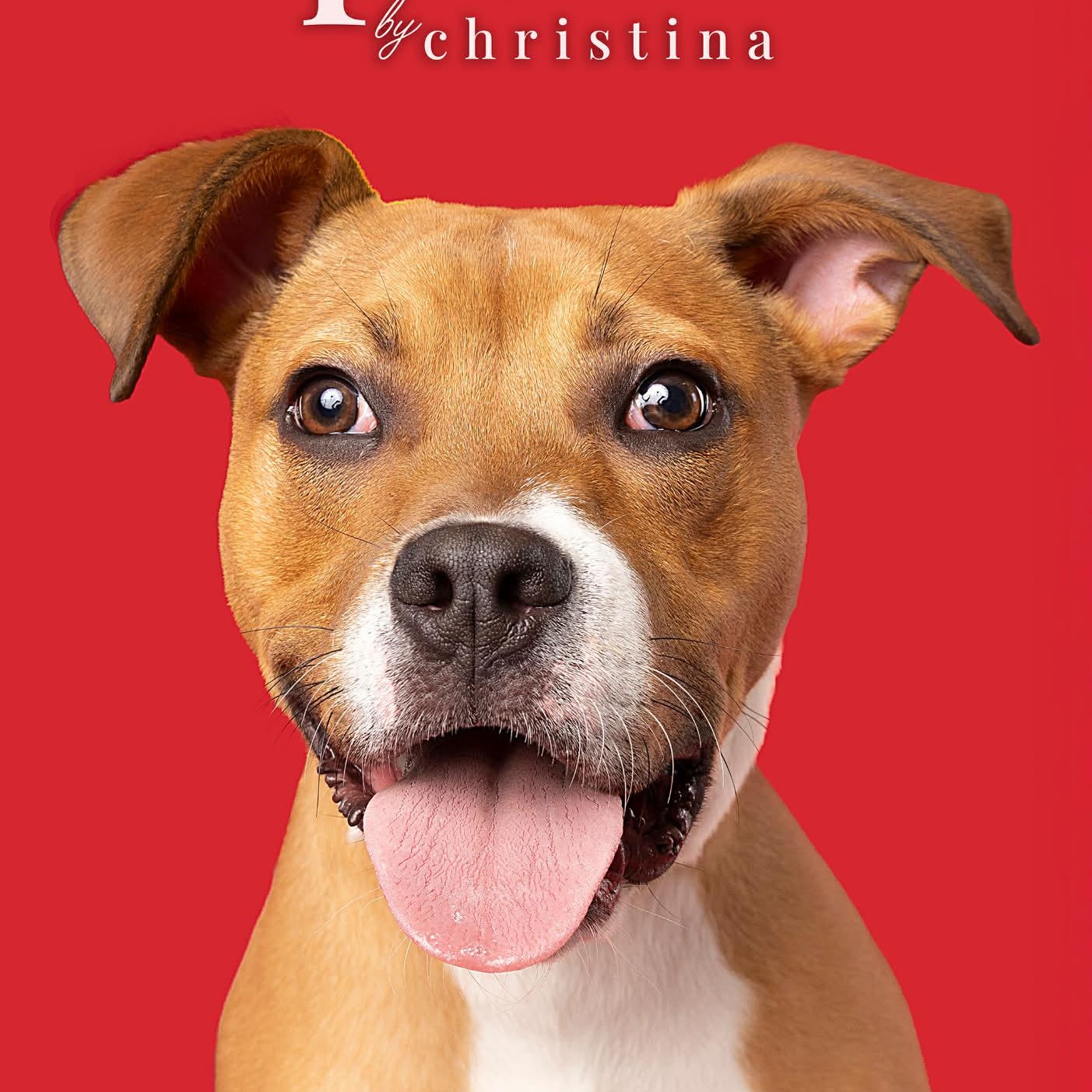 Peanut, a Adoptable mixed breed in O'Fallon, MO image 3/6