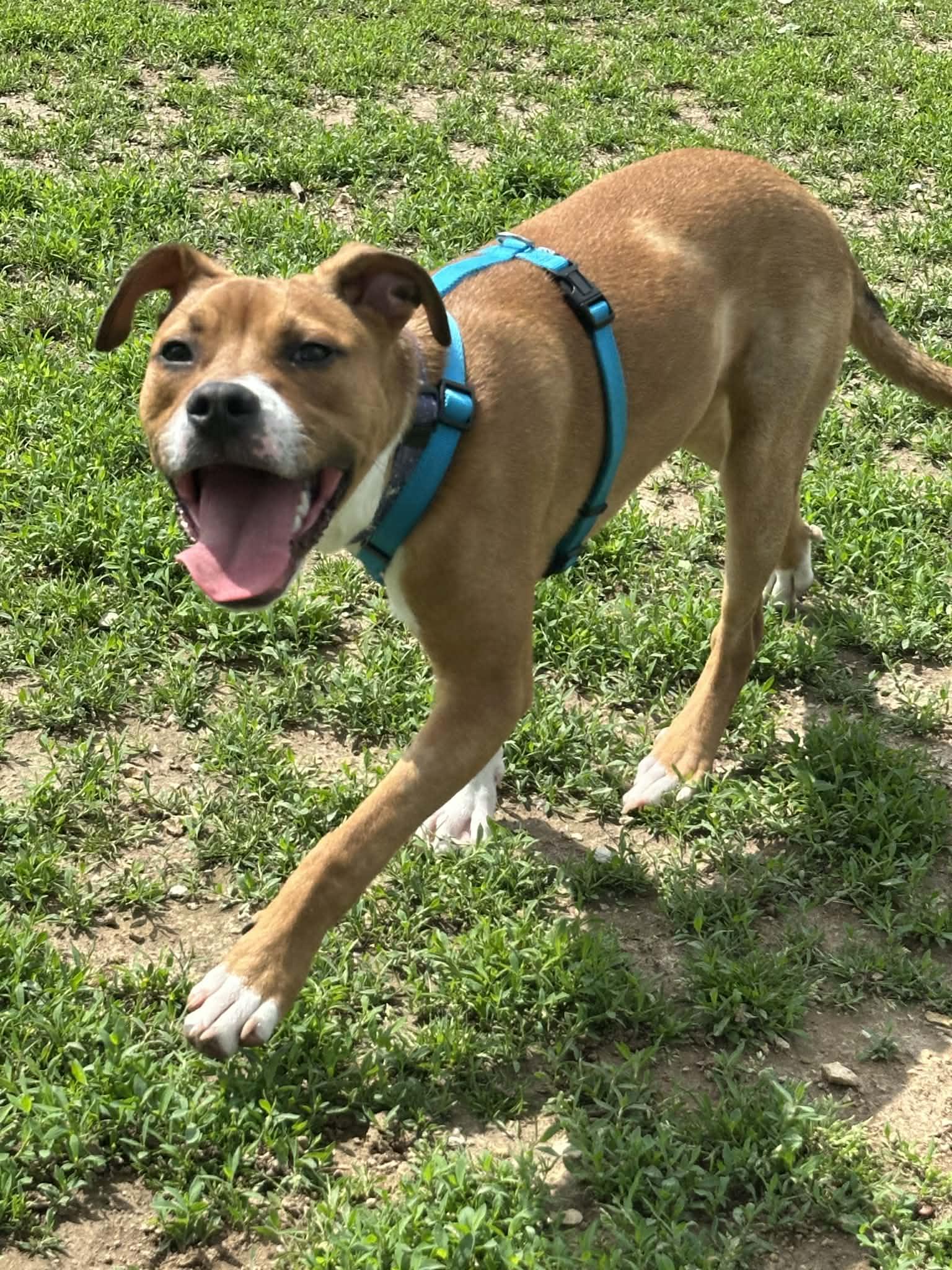 Peanut, a Adoptable mixed breed in O'Fallon, MO image 4/6