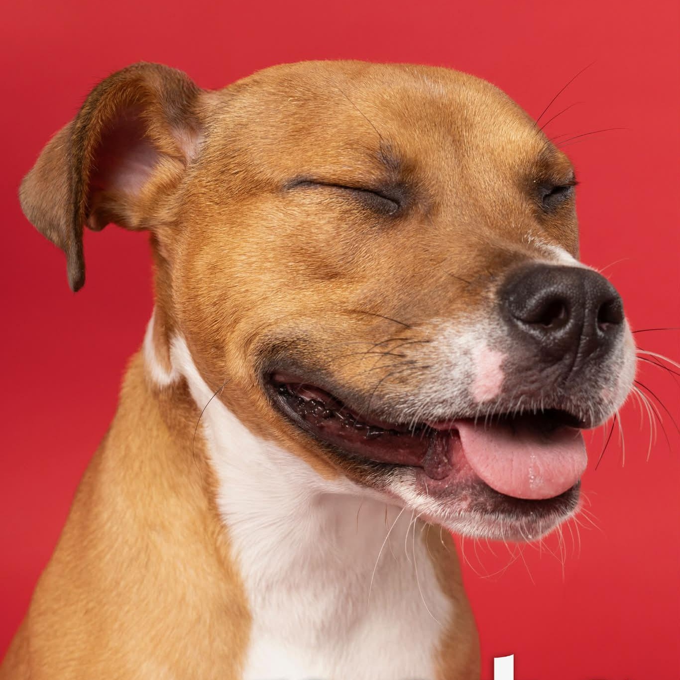 Peanut, a Adoptable mixed breed in O'Fallon, MO image 2/6