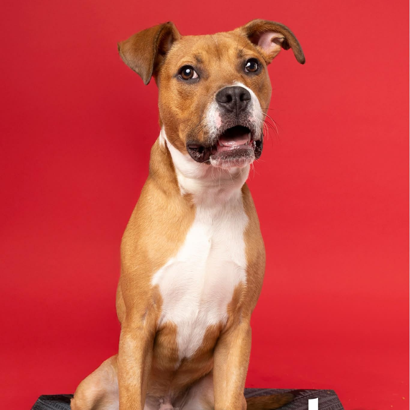 Peanut, a Adoptable mixed breed in O'Fallon, MO image 6/6